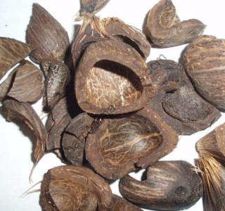 Nhật Bản Tăng Nhập Khẩu Sinh Khối Từ Indonesia: Cơ Hội Phát Triển Cho Năng Lượng Tái Tạo