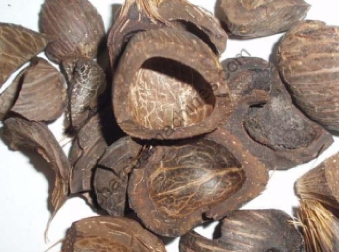 Nhật Bản Tăng Nhập Khẩu Sinh Khối Từ Indonesia: Cơ Hội Phát Triển Cho Năng Lượng Tái Tạo