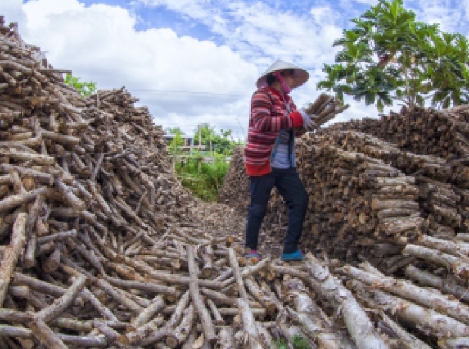 Tìm hiểu về dăm gỗ: Nguồn nhiên liệu tái tạo và ứng dụng trong công nghiệp