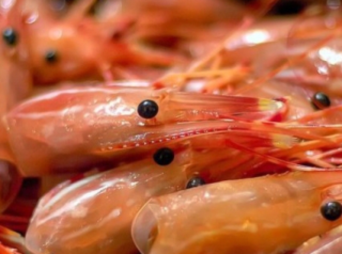 Giảm Phát Thải Trong Ngành Chế Biến Tôm: Bước Tiến Hướng Tới Sản Xuất Bền Vững